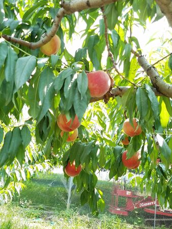 many red apples grow on trees with green leavesの写真素材