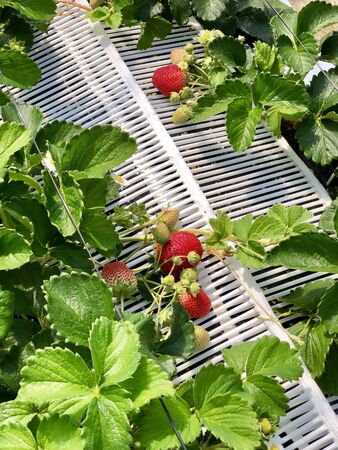 strawberry fruit grows in soil with green leaf colorの写真素材