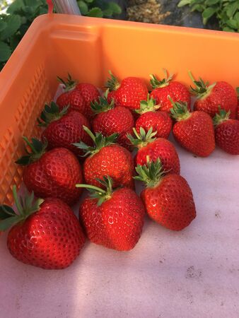red strawberries in an orange containerの写真素材