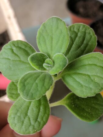 green plants with human hands held in the background blurの写真素材