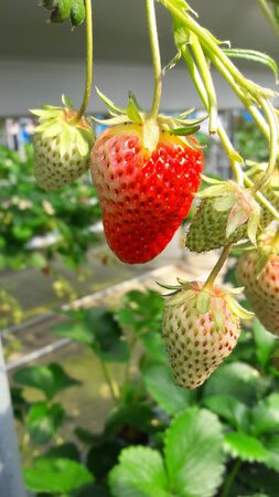 strawberry fruit is red and white with green leavesの写真素材