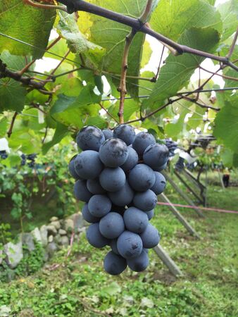 Purple grapes hang from a tree with green leavesの写真素材