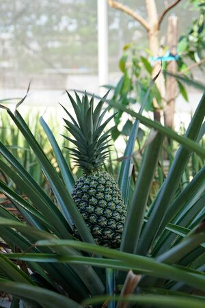 pineapple fruit is green and leaves are pointed greenの写真素材