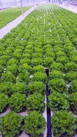 Green spinach grows neatly in a closed gardenの写真素材