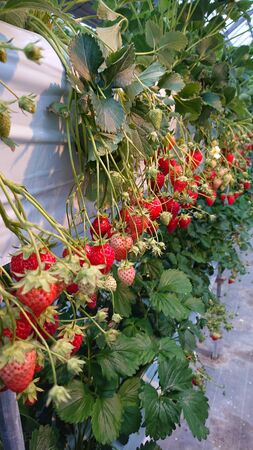strawberry fruit is red and the stem is green and the leaves are greenの写真素材