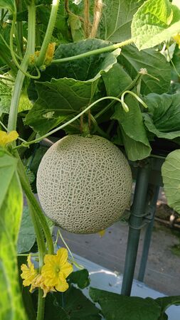Green melons grow with green leaves in the gardenの写真素材