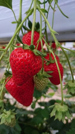 red colored strawberry fruit with green stalks and leavesの写真素材