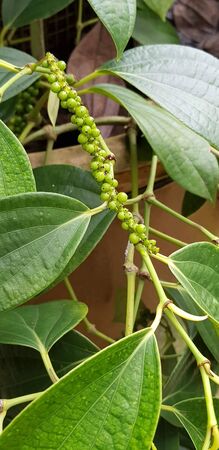green base plants with green stalks with a blur backgroundの写真素材