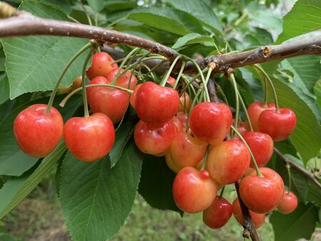 bright red cherries grow on trees with green leavesの写真素材