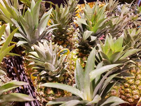 yellow pineapple with green leavesの写真素材