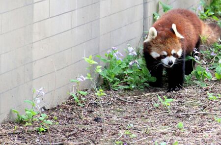 a red panda is walking inside the cageの写真素材