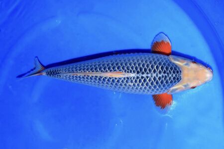 a blue fish is swimming in a containerの写真素材