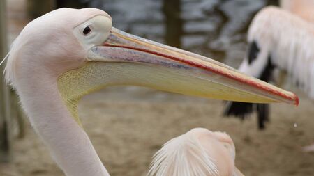 a white heron with a blur backgroundの写真素材