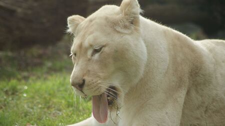a white tiger is sitting on the grassの写真素材