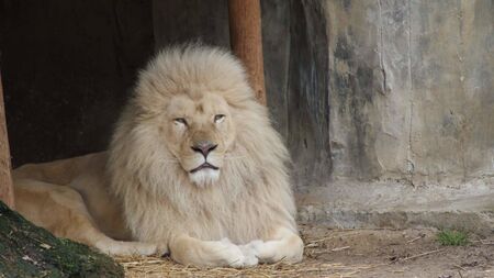 a white lion is sitting in a cageの写真素材