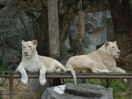 two white tigers are sitting on the woodの写真素材
