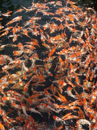 hordes of colorful fishes are fighting over food in the pondの写真素材