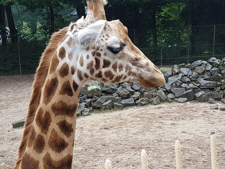 a giraffe in orange with a zoo backgroundの写真素材