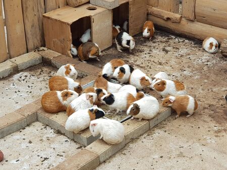 hordes of guinea pigs are playing in cagesの写真素材