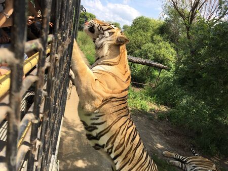 a tiger is climbing the fence to see visitors inside the zooの写真素材