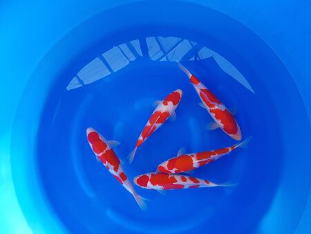 some fish are swimming in a blue containerの写真素材