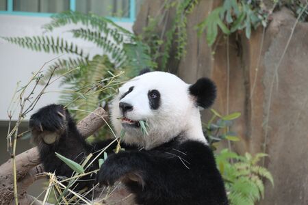 a panda is eating bamboo in a cageの写真素材
