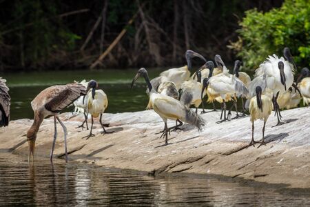 hordes of white birds are playing by the riverの写真素材