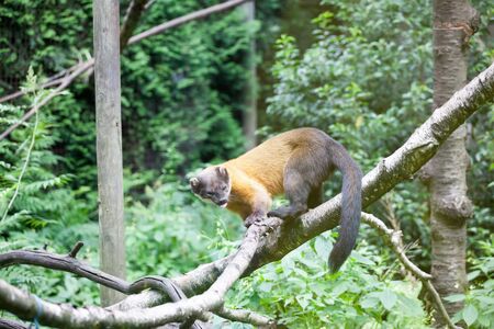a monkey is hanging on a tree trunk with a forest backgroundの写真素材