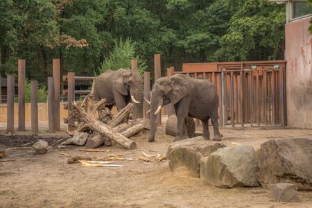 two elephants are playing around a tree trunk in a cageの写真素材