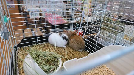 two brown and white rabbits playing in a cageの写真素材