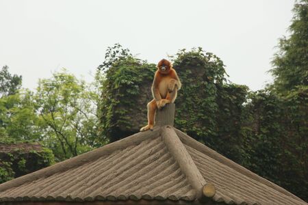 a brown monkey is sitting on the roofの写真素材