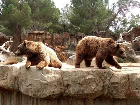 two brown bears sitting in a cageの写真素材