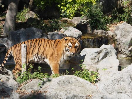 a tiger is standing by the river in a cageの写真素材