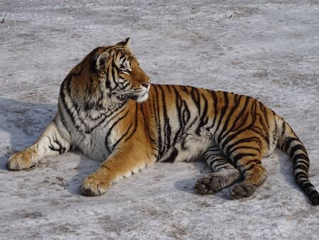 a tiger is sitting on a white stoneの写真素材