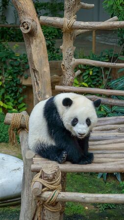 a panda is sitting on wood in a cageの写真素材