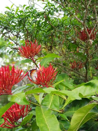 a butterfly is sucking the essence of a red flowerの写真素材