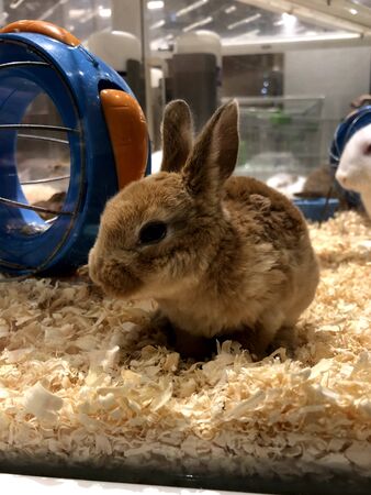 a brown rabbit is playing in a cageの写真素材