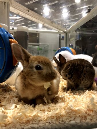 hordes of rabbits are playing in the cageの写真素材