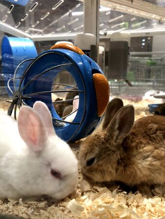 two brown and white rabbits playing in a glass cageの写真素材