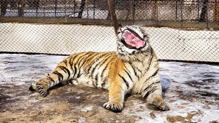 a tiger is yawning while sitting in a cageの写真素材