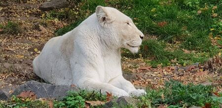 a white tiger is sitting on the ground in the openの写真素材