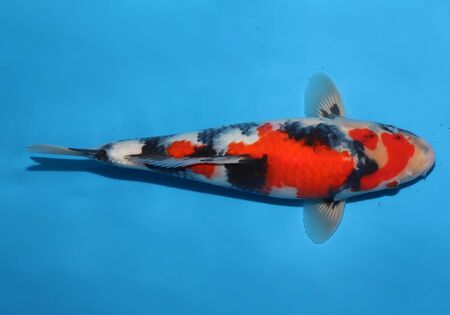 a white fish with a peacock and black pattern swimmingの写真素材