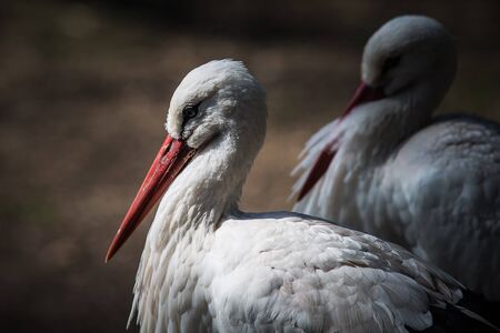 a white heron with a pink beak with a blur backgroundの写真素材