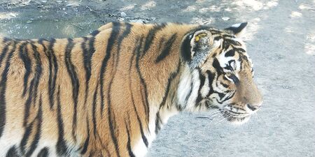 a tiger is walking on mud with a blur backgroundの写真素材