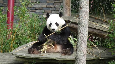 a panda is sitting while eating bamboo in a cageの写真素材