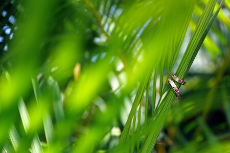 green leaf plant blur Stacked on a light background on the potの写真素材