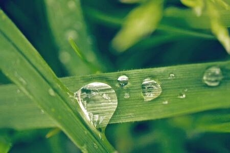 flower and green tropical leafs plant bush floral arrangement nature on white backgroundの写真素材