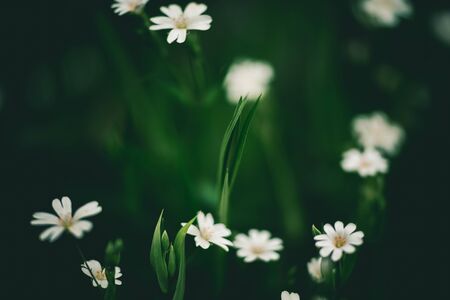 white flower and green tropical leaves beautiful alley and ornamental plants on green background