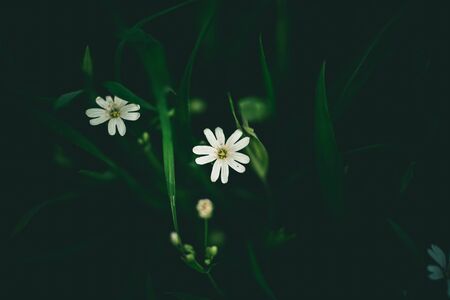 white flower and green tropical leaves beautiful alley and ornamental plants on green background