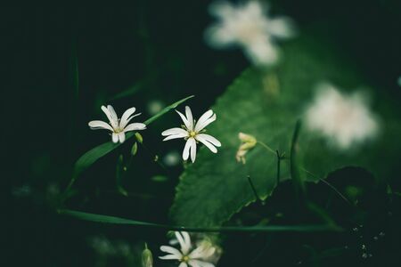 white flower and green tropical leaves beautiful alley and ornamental plants on green backgroundの写真素材